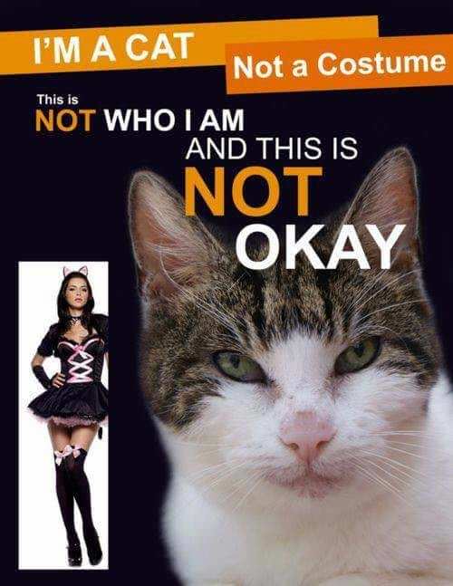A Cat Not A Costume