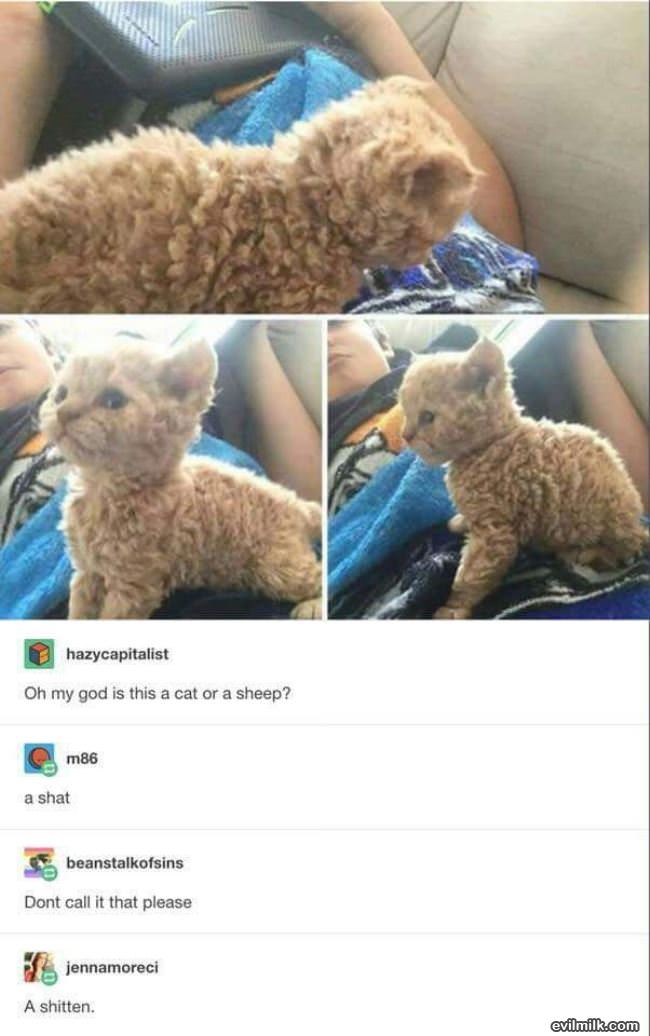 A Cat Or A Sheep