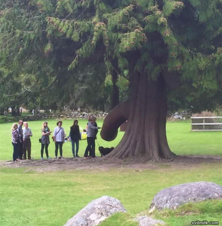 A Special Tree