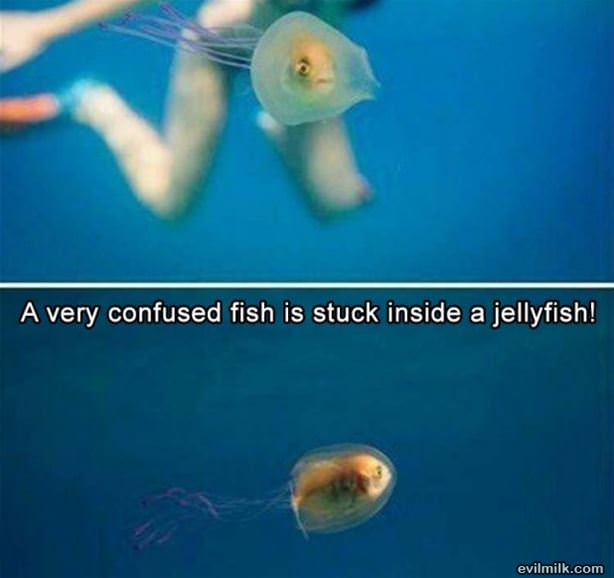 A Very Confused Fish