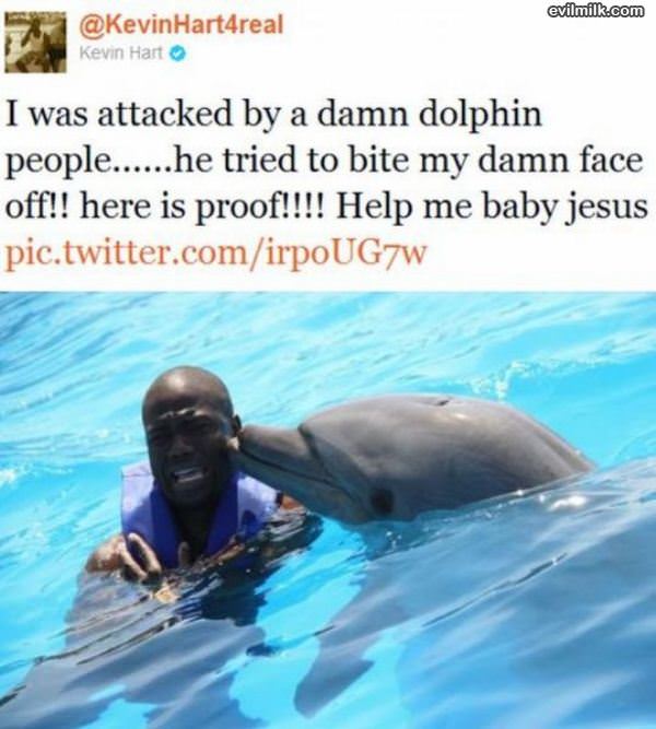 Attacked By A Dolphin