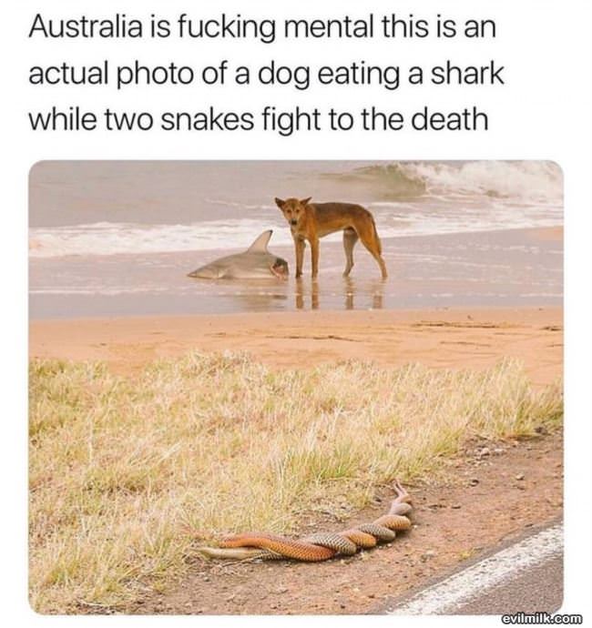 Australia Is Mental
