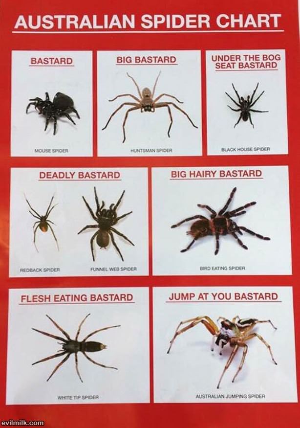 Australian Spider  Chart