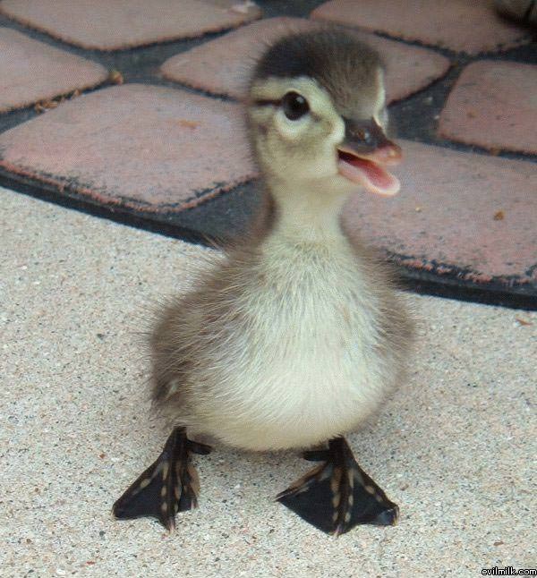 Baby Duckie