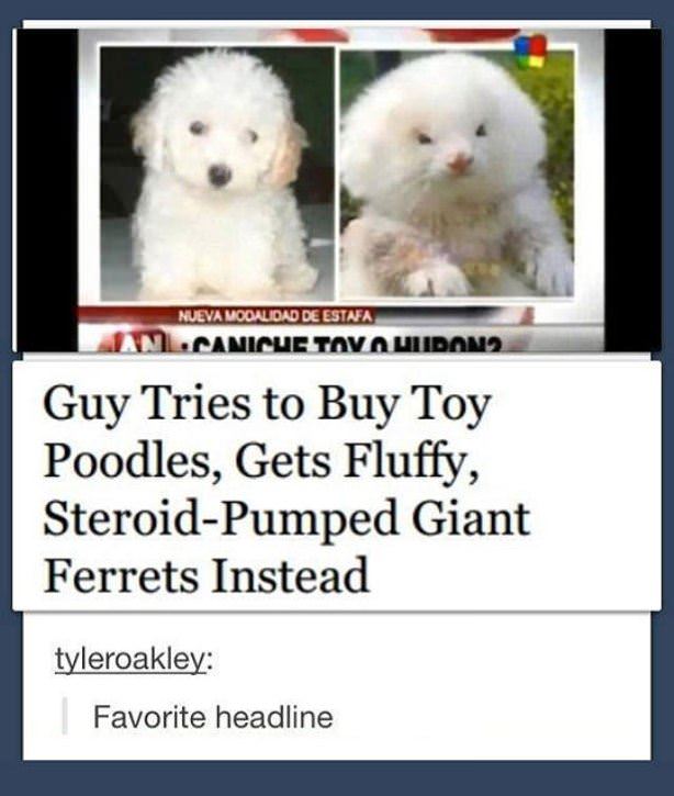 Buying A Poodle