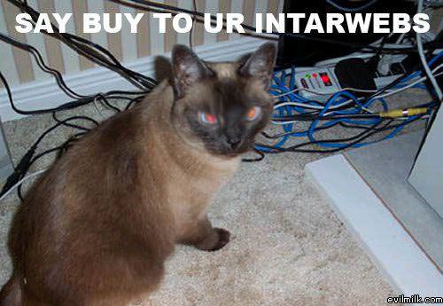 Cat Eat Wires