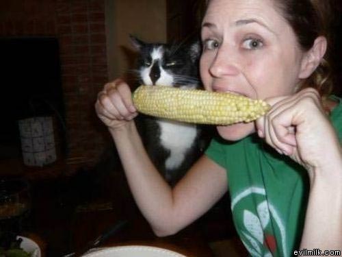 Cat Eating Corn