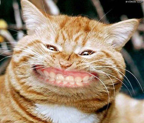 http://www.evilmilk.com/pictures/Cat_Smiling.jpg
