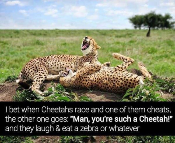 Cheetahs Race