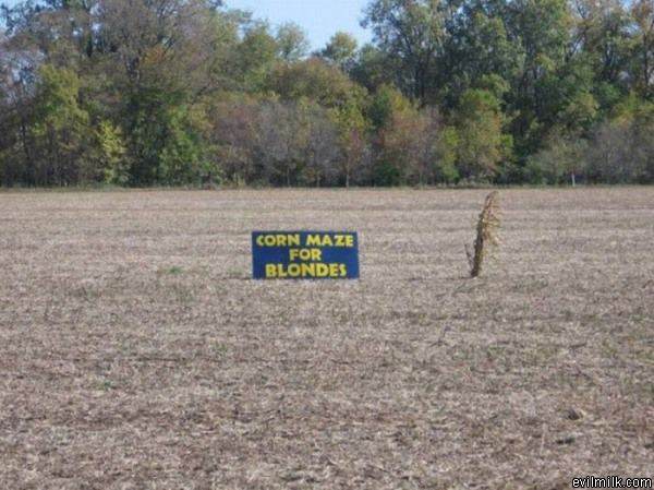 Corn Maze For Blondes
