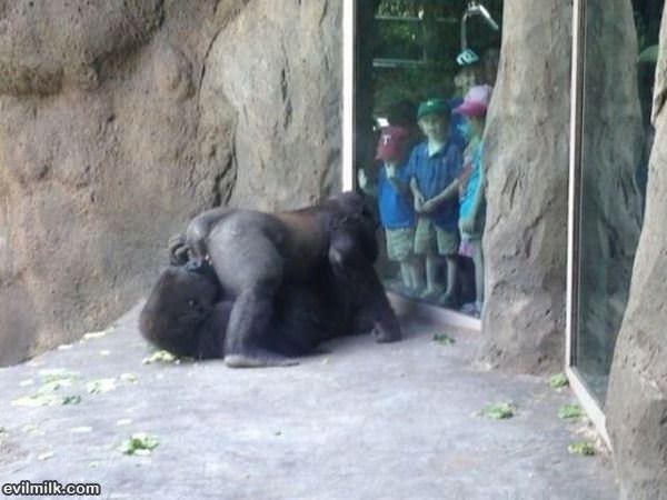 Crazy Day At The Zoo