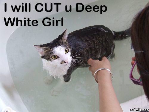 Cut You Cat