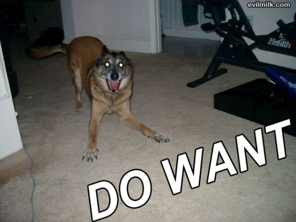 Do Want Dog