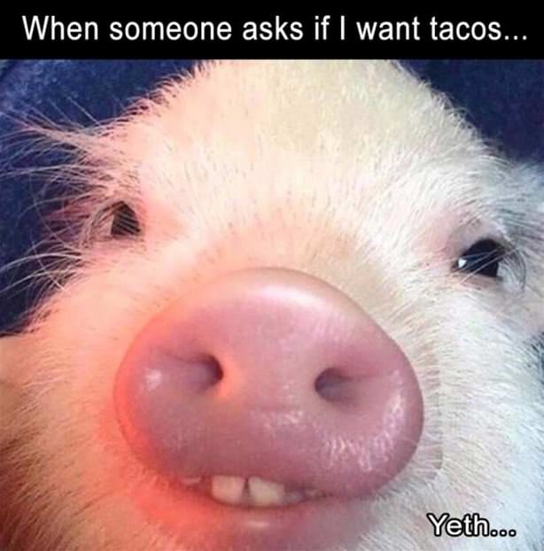 Do You Want Tacos