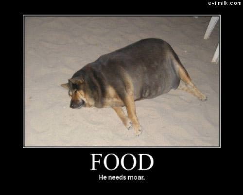 Dog Needs Moar Food