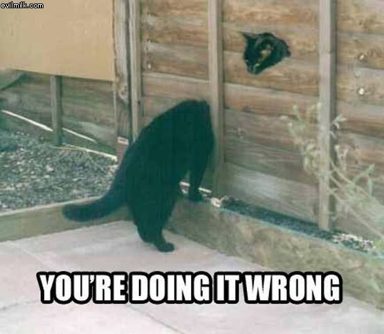 Doing_It_Wrong_Cat.jpg