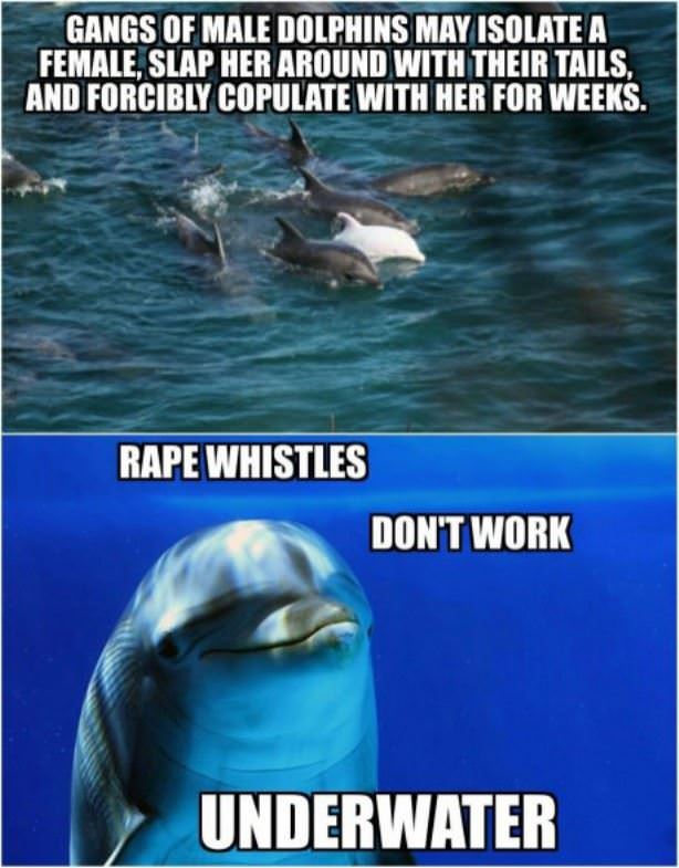 Dolphin Gangs