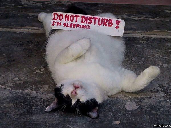 Dont Disturb Me Cat