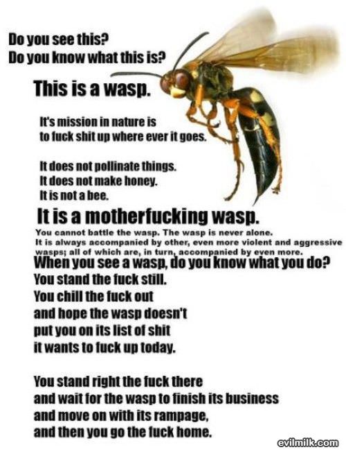 Dont Mess With The Wasp