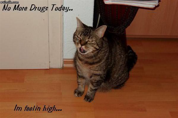 Drugs Cat
