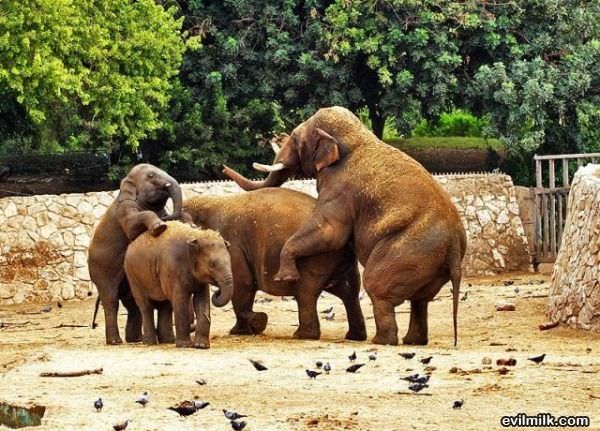 Elephant Parenting