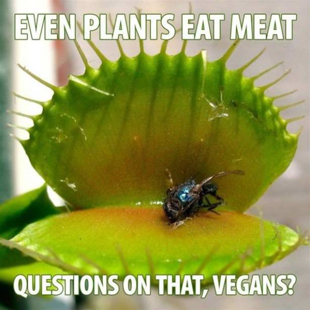Even Plants Eat Meat