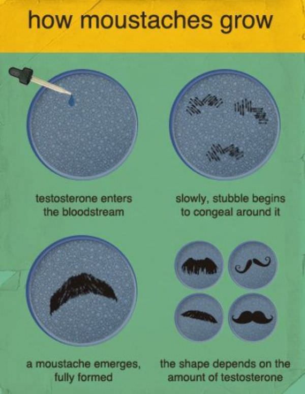 How Mustaches Grow