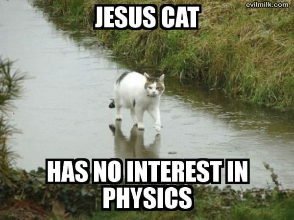 Jesus Cat