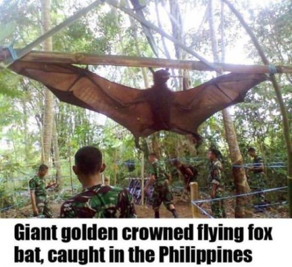 Just A Bat
