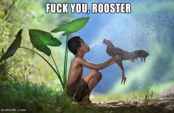 Kid Hates Roosters