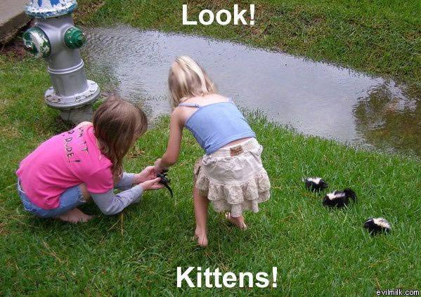 Kittens.jpg
