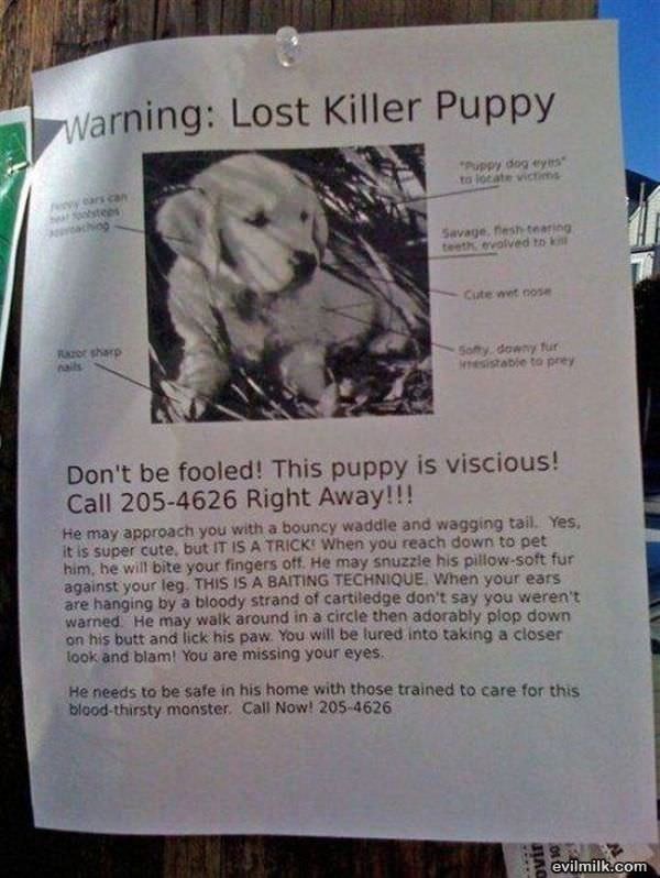 Lost Puppy