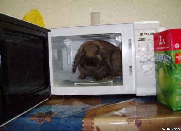 Microwave_Bunny.jpg