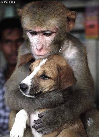 Monkey Hugging Puppy
