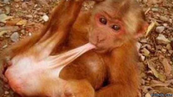 funny images of monkeys. Re: Funny Pics