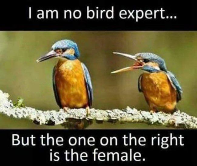 No Bird Expert