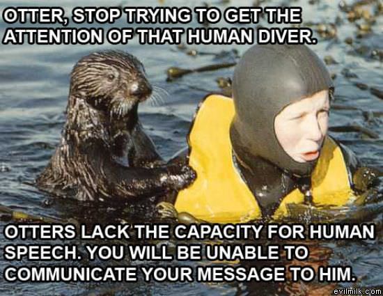 Otter Has A Message
