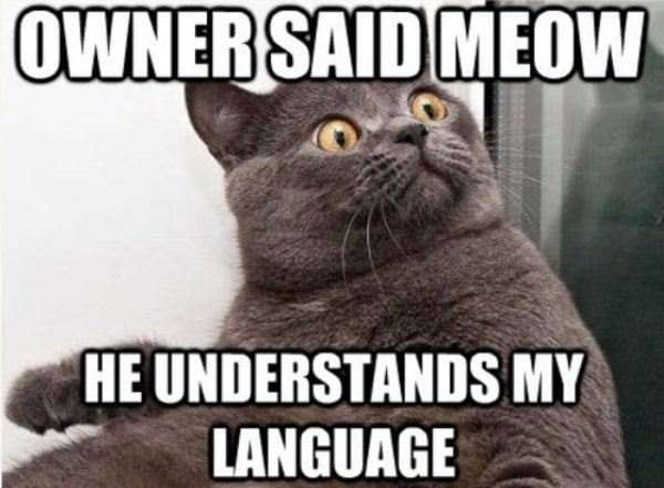 Owner Says Meow