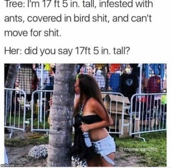 Pretty Tall