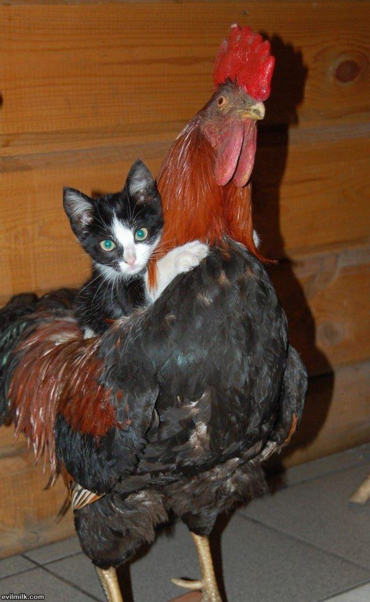 Pussy Riding A Cock