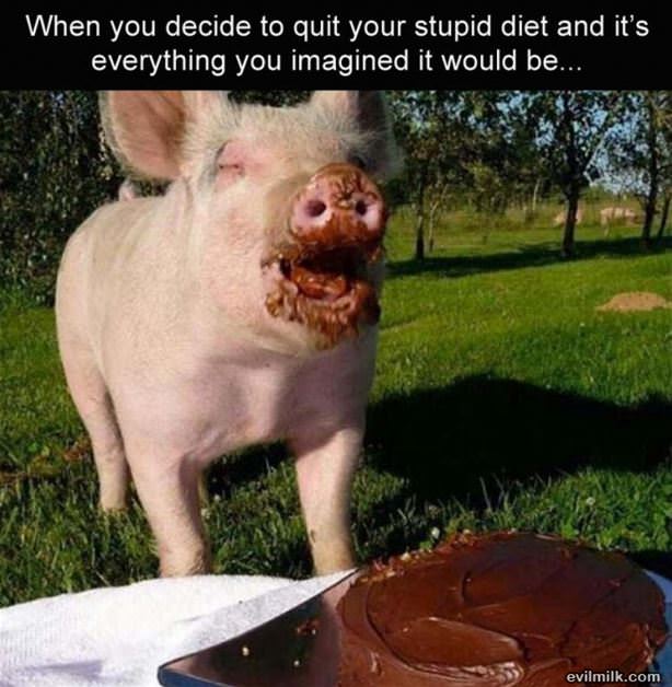 Quitting Your Stupid Diet