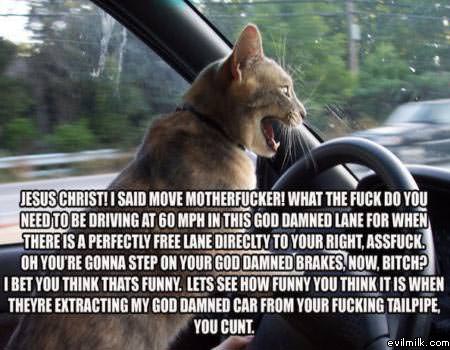 Road Rage Cat