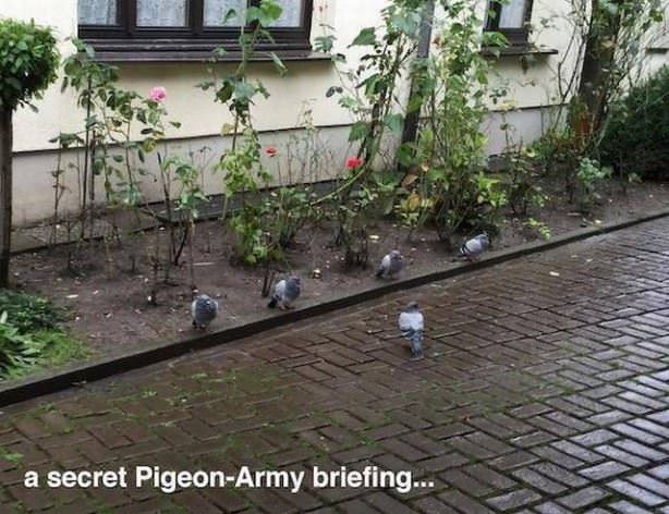 Secret Pigeon Briefing