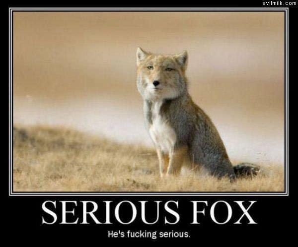 Serious Fox