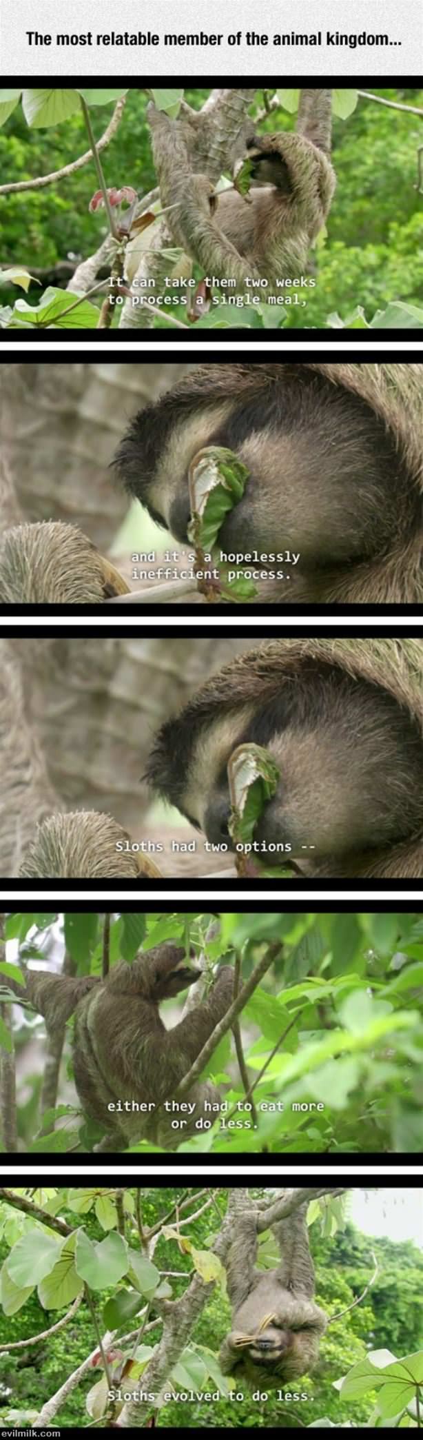 Sloths-are-great