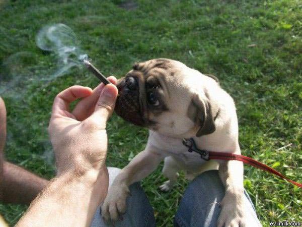 Smoking Pug