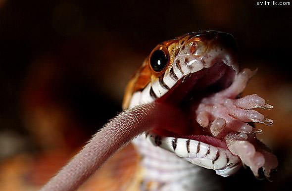 Snake Snack Time
