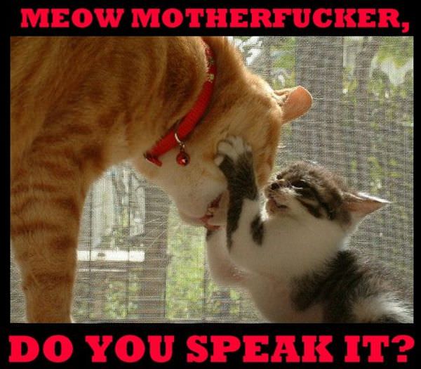 Speak Meow
