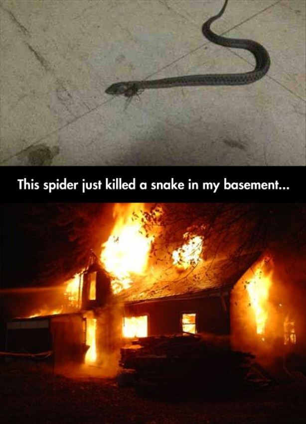 Spider Killed A Snake