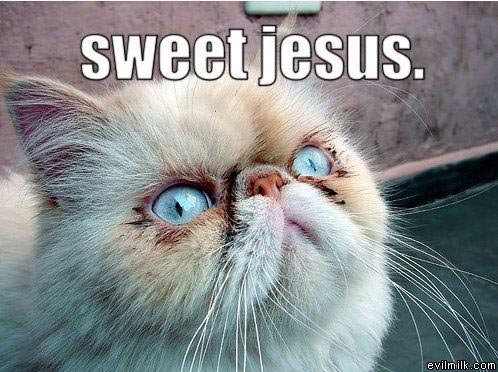 http://www.evilmilk.com/pictures/Sweet_Jesus_Cat.jpg